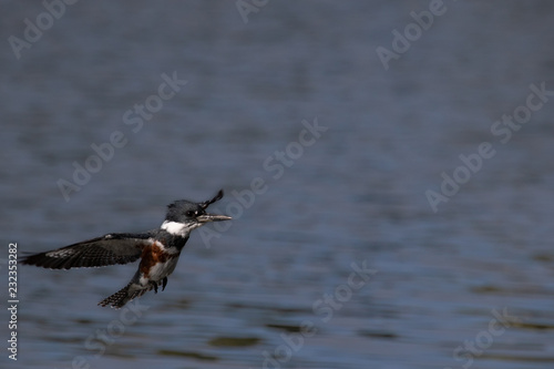 bird in flight © Anchor