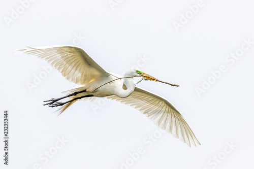 Great egret flying iwth a stick
