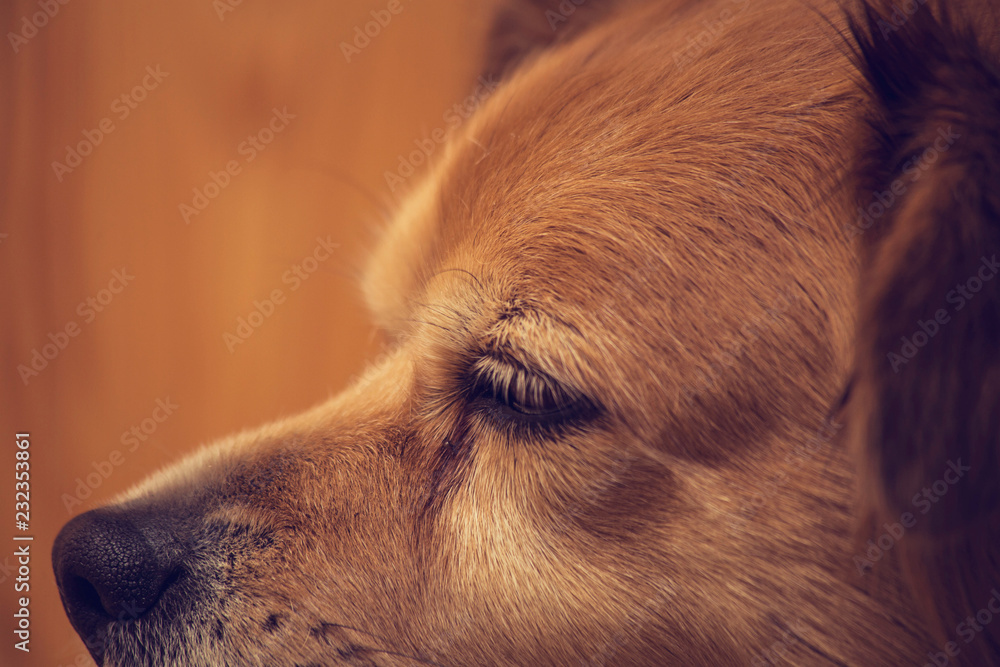 Close up shot of dog nose, Dog nose and face with brown background, animal pets