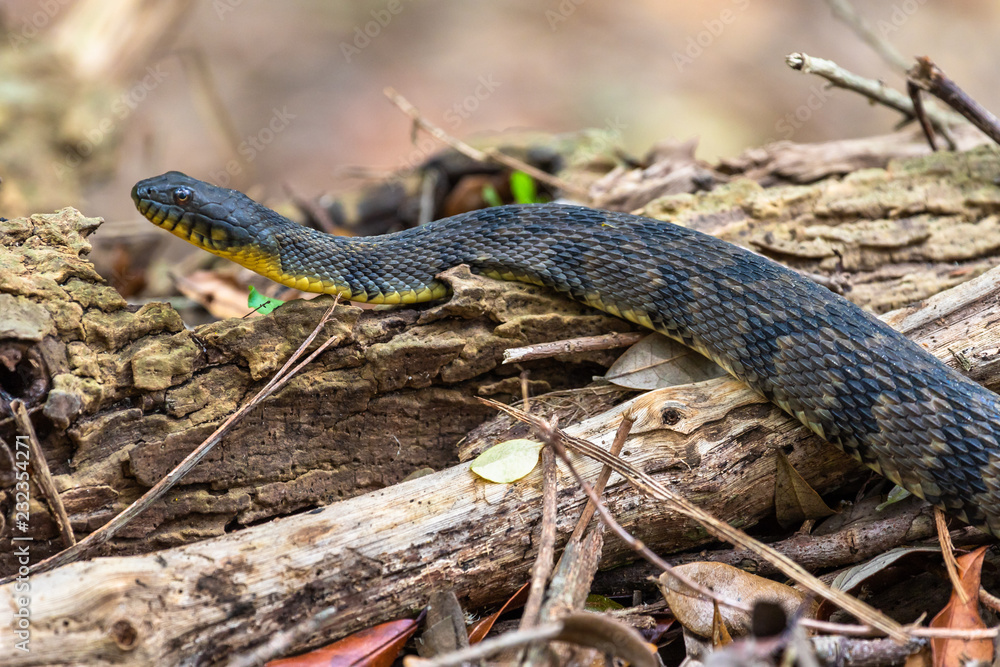 Fototapeta premium Yellow Bellied water snake