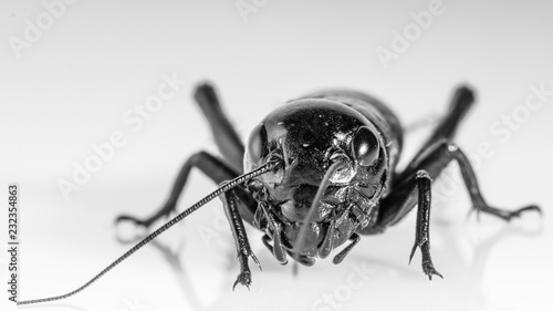 Cricket insect or Gryllidae isolated on a white background