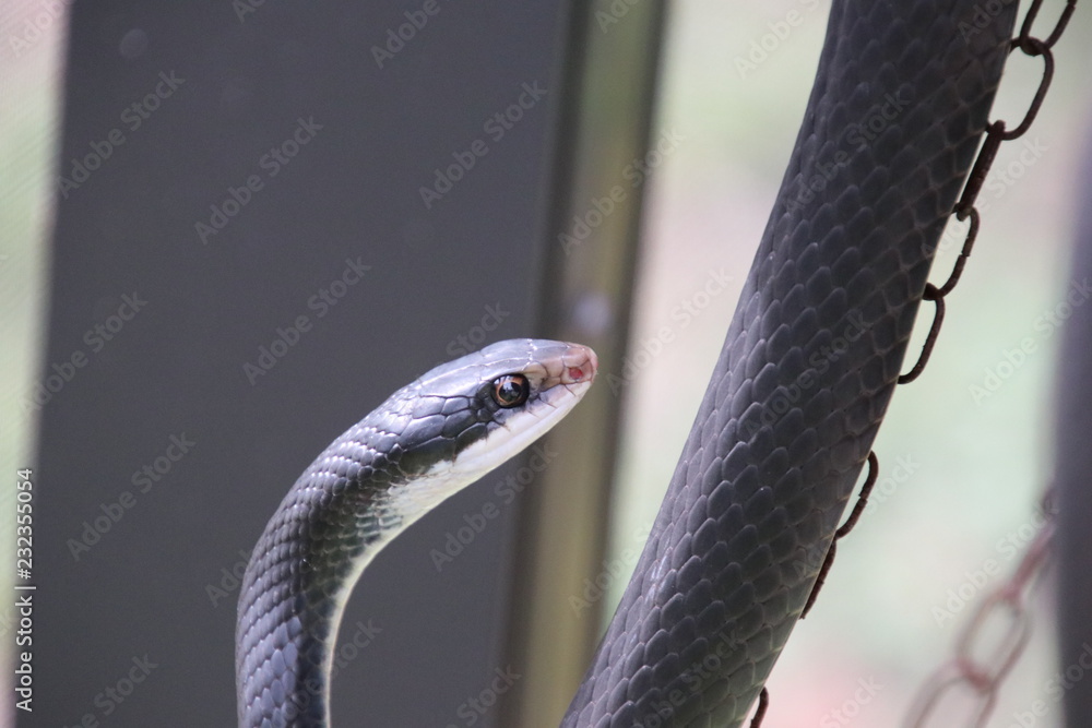 Naklejka premium Black racer snake.