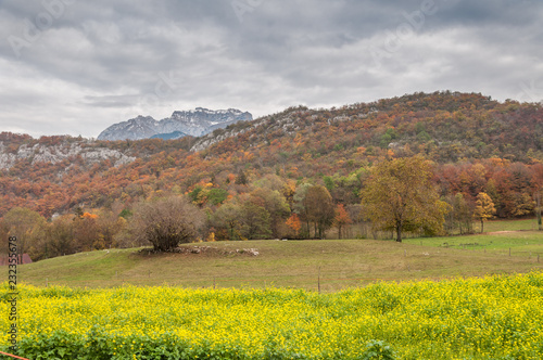 Culture de colza et campagne savoyarde en automne