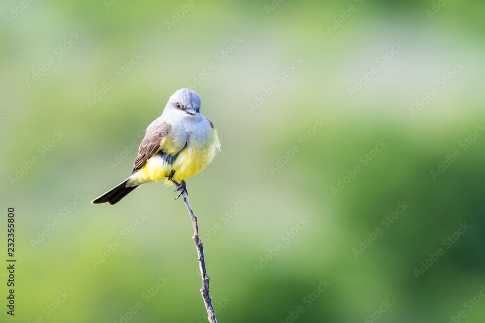 Western Kingbird Western Kingbird