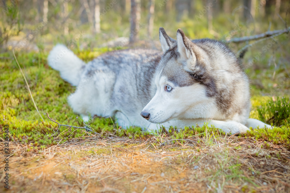 Young Happy Husky Eskimo Dog Sitting On Trunk Of A Fallen Tree. Summer Autumn Season.Relaxing Cute white husky dog in the fall forest at sunset Young Happy Husky Eskimo Dog Sitting On Trunk Of A Fallen Tree. Summer Autumn Season.Relaxing Cute white husky dog in the fall forest at sunset