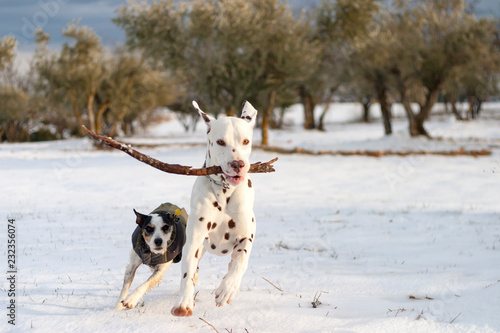 Dalmatian dog playing with a stick  with another dog in a field with snow and with olive trees.