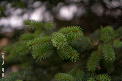 Christmas tree in the forest needles