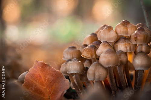 mushroom
