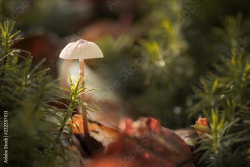 mushroom