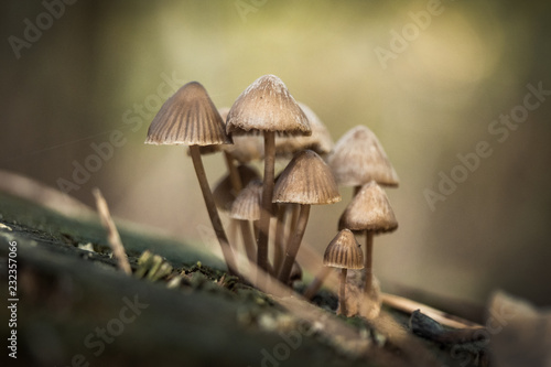 mushroom