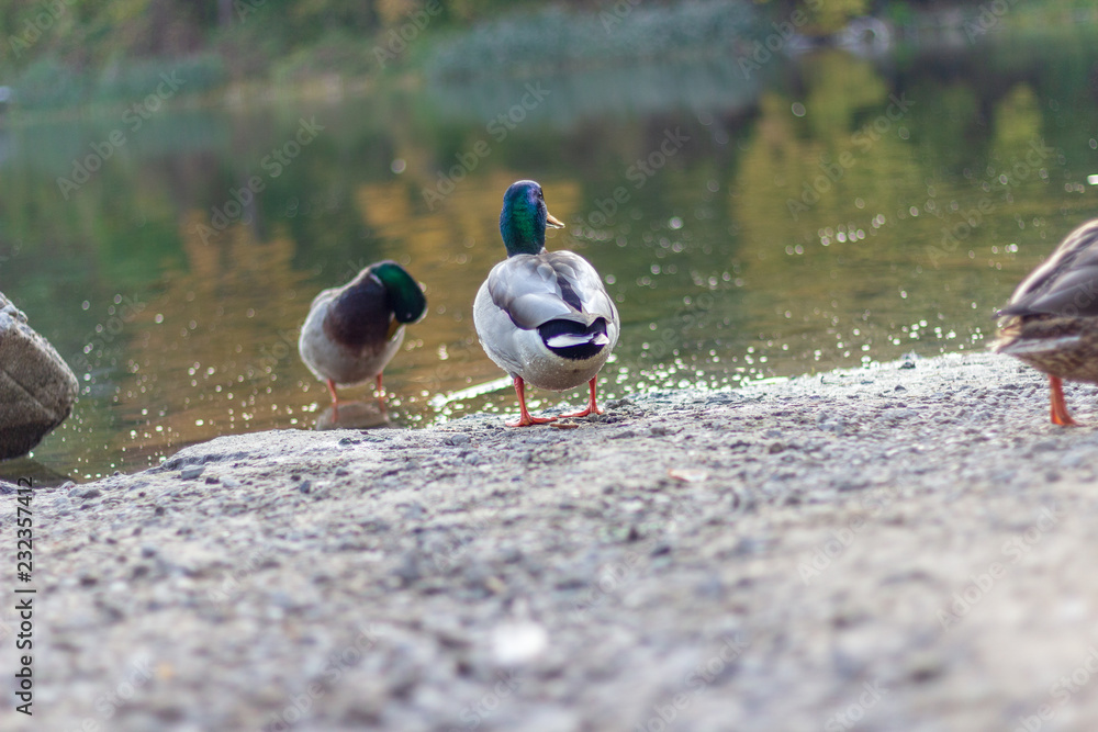 Ducks on the shores of Grenadier Pond, High Park, Toronto Ontario, Canada