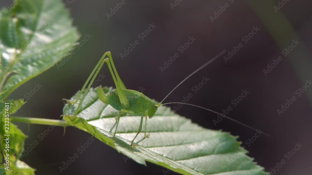 Insect grasshopper in the grass Insect grasshopper in the grass