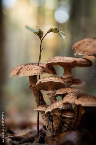 mushroom