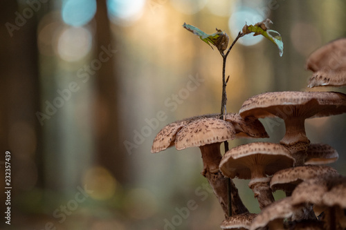 mushroom