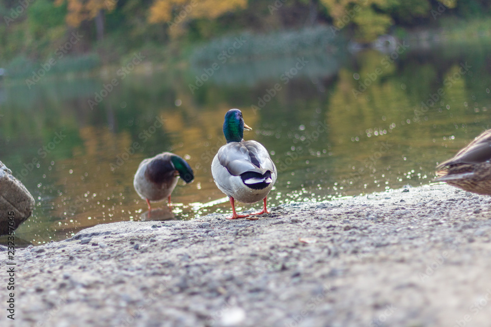 Ducks on the shores of Grenadier Pond, High Park, Toronto Ontario, Canada