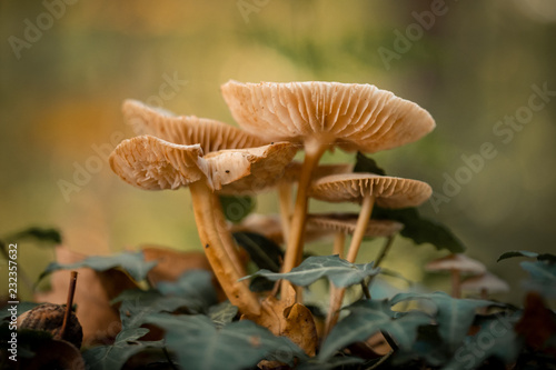 mushroom