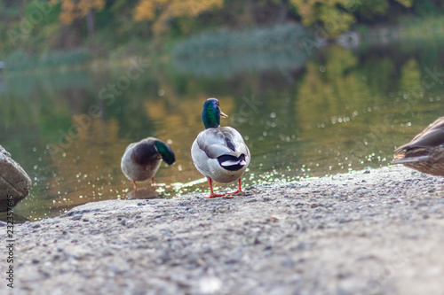 Ducks on the shores of Grenadier Pond, High Park, Toronto Ontario, Canada