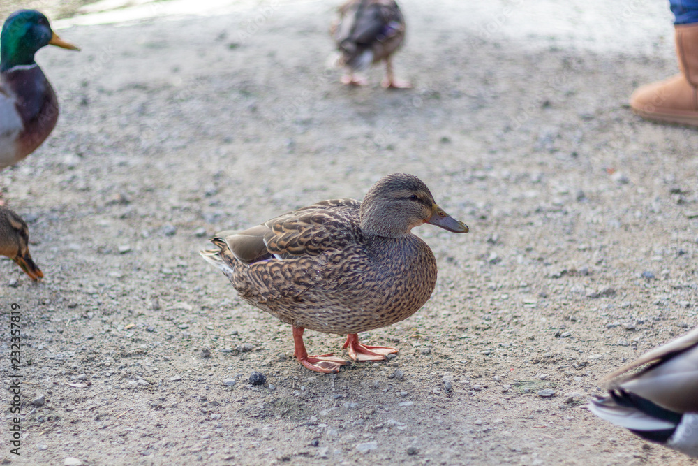 Close up of a duck on the shores of Grenadier Pond, High Park, Toronto Ontario, Canada