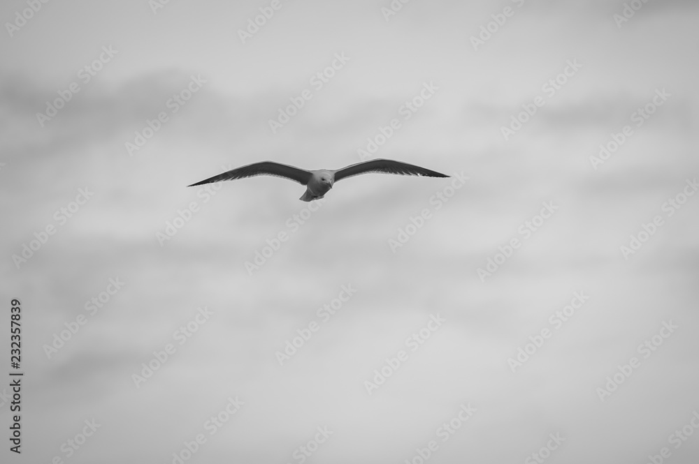 Vol d'un goéland Vol d'un goéland