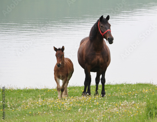 Mother horse and her baby relaxing on the shore of a lake