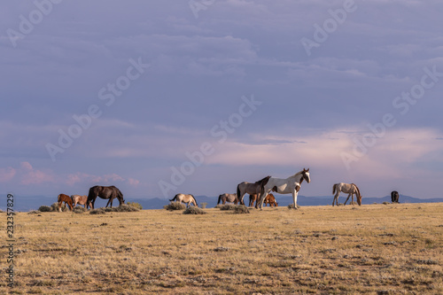 Herd of Wild Horses in the High Desert in Summer © natureguy