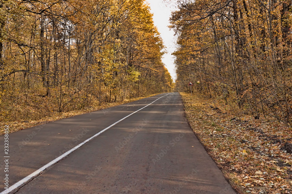 Asphalt road in the midst of autumnal deciduous forest
