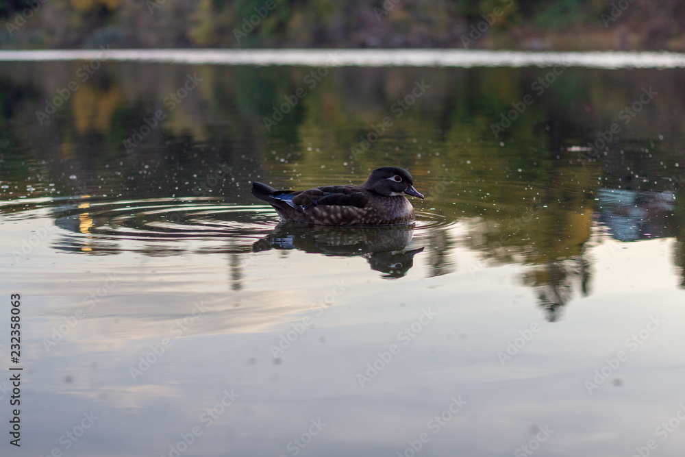 A single duck with blue tipped wings and beak swimming on calm waters.