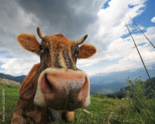 Foto Curious cow looking to the photo lens