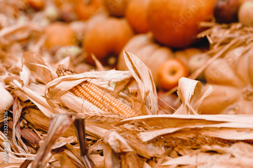 Autumn harvest of yellow corn, in warehouses lies dried.