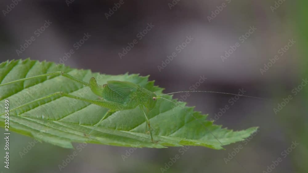 Insect grasshopper in the grass Insect grasshopper in the grass