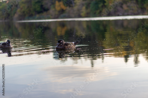 2 ducks swimming in calm waters on a fall day.