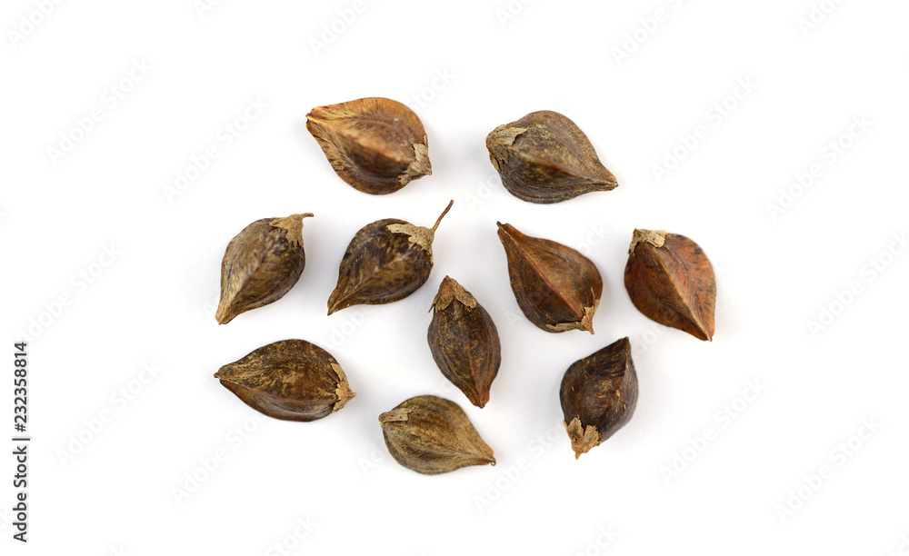 Sprouting (in Hull) Buckwheat Seed Macro. Top-Down View. Isolated on White Background. Sprouting (in Hull) Buckwheat Seed Macro. Top-Down View. Isolated on White Background.