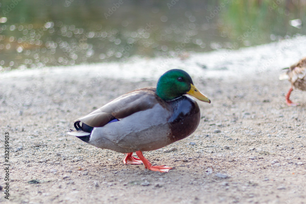 Close up of a green headed mallard duck on a cool fall day.