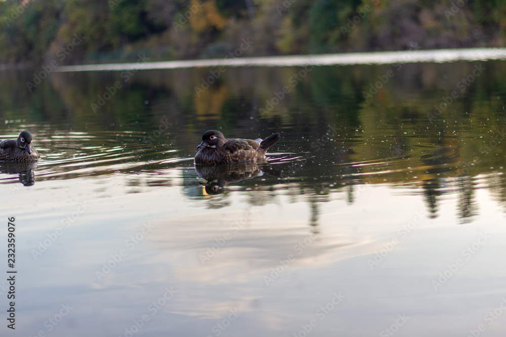 2 ducks swimming in calm waters on a fall day.