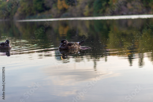 Obraz na płótnie 2 ducks swimming in calm waters on a fall day. w salonie