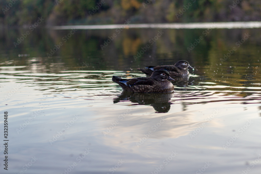 2 ducks swimming in calm waters on a fall day.