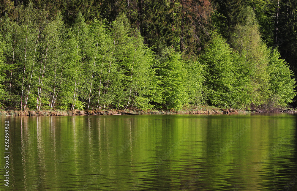 Spring trees mirrored in mountain lake Spring trees mirrored in mountain lake