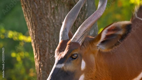 Eastern mountain bongo (Tragelaphus euryerus isaaci) chewing