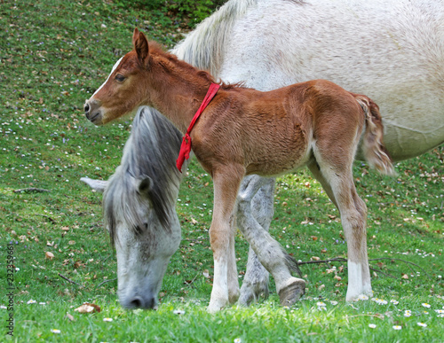 Mother and baby horse (mare and foal) grazing on the meadow