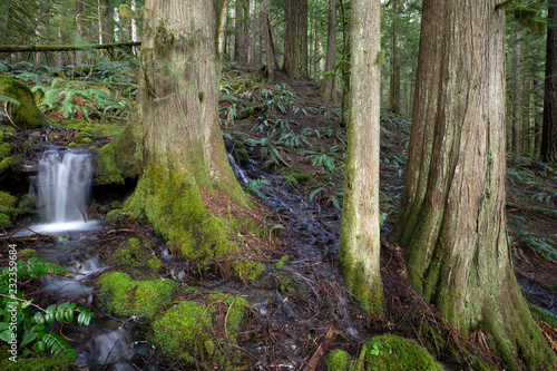 Small stream Mt. Rainier National Park  WA  USA. 