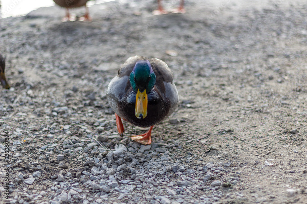 Close up of a green headed mallard duck on a cool fall day.