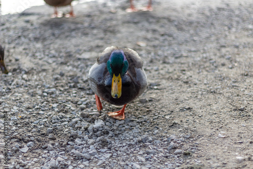 Obraz na płótnie Close up of a green headed mallard duck on a cool fall day. w salonie