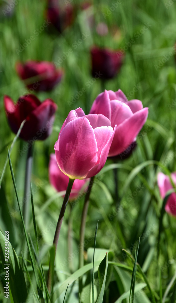Purple tulips bloom, spring flowers