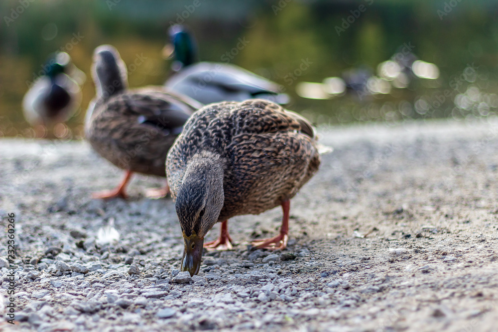 Close up of a brown speckled duck pecking rocks off the ground next to a pond.