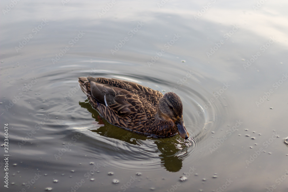 A single duck swimming in calm clear waters.