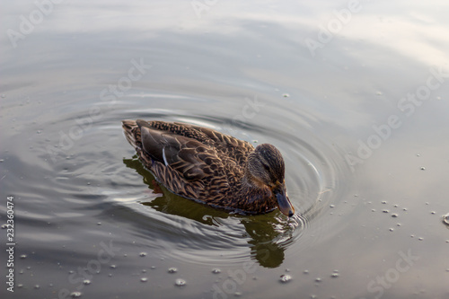 Obraz na płótnie A single duck swimming in calm clear waters. w salonie
