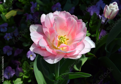 pink tulip blooming in the sunny garden