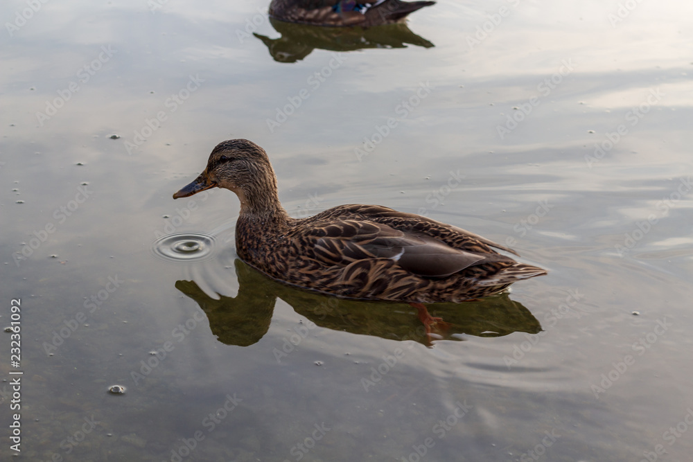A single duck swimming in calm clear waters.