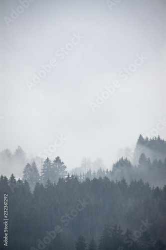 Coniferous forest densely covered with fog, vertical view