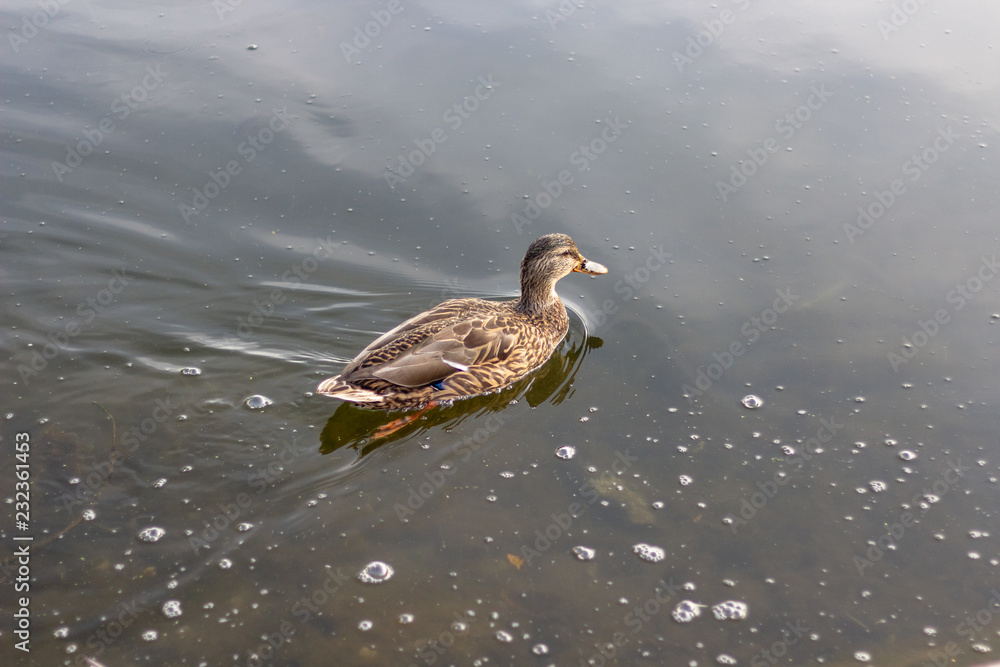 A single duck swimming in calm clear waters.
